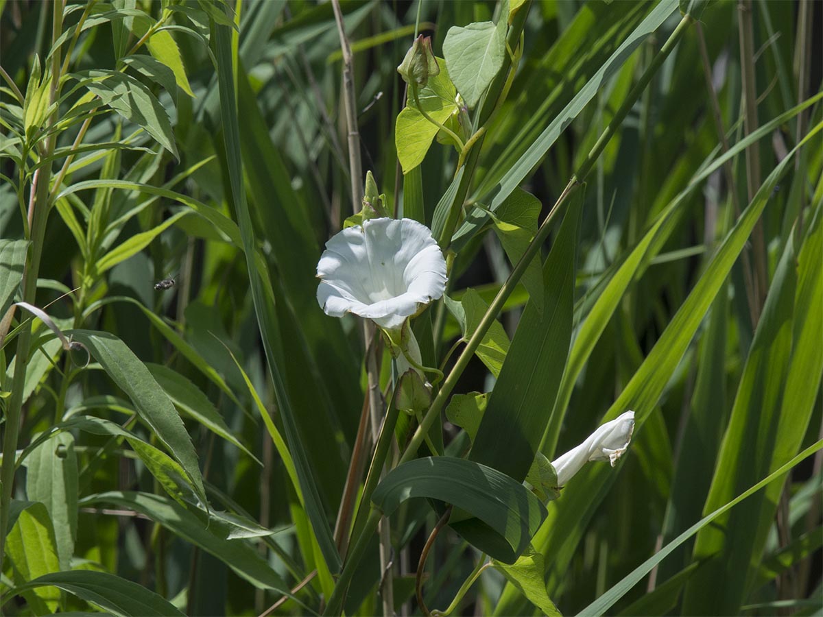 Calystegia sepium